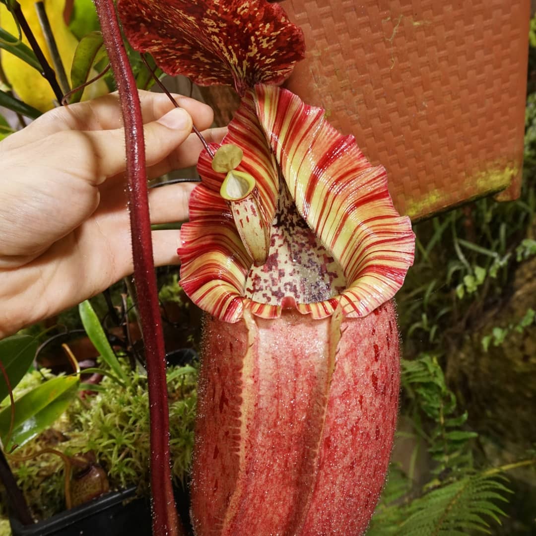 Nepenthes