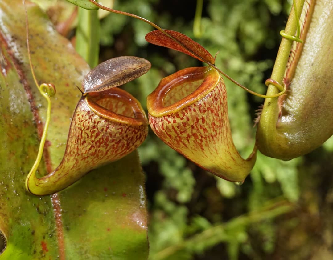 Nepenthes