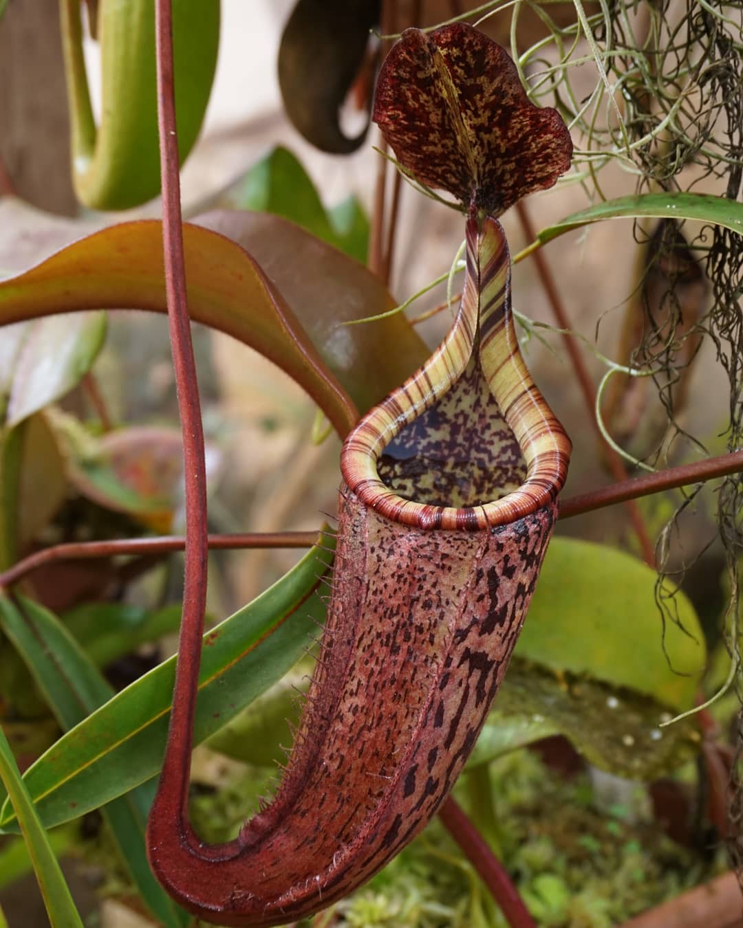 Nepenthes