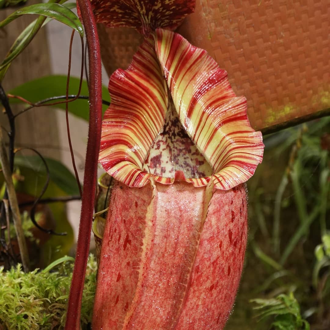 Nepenthes