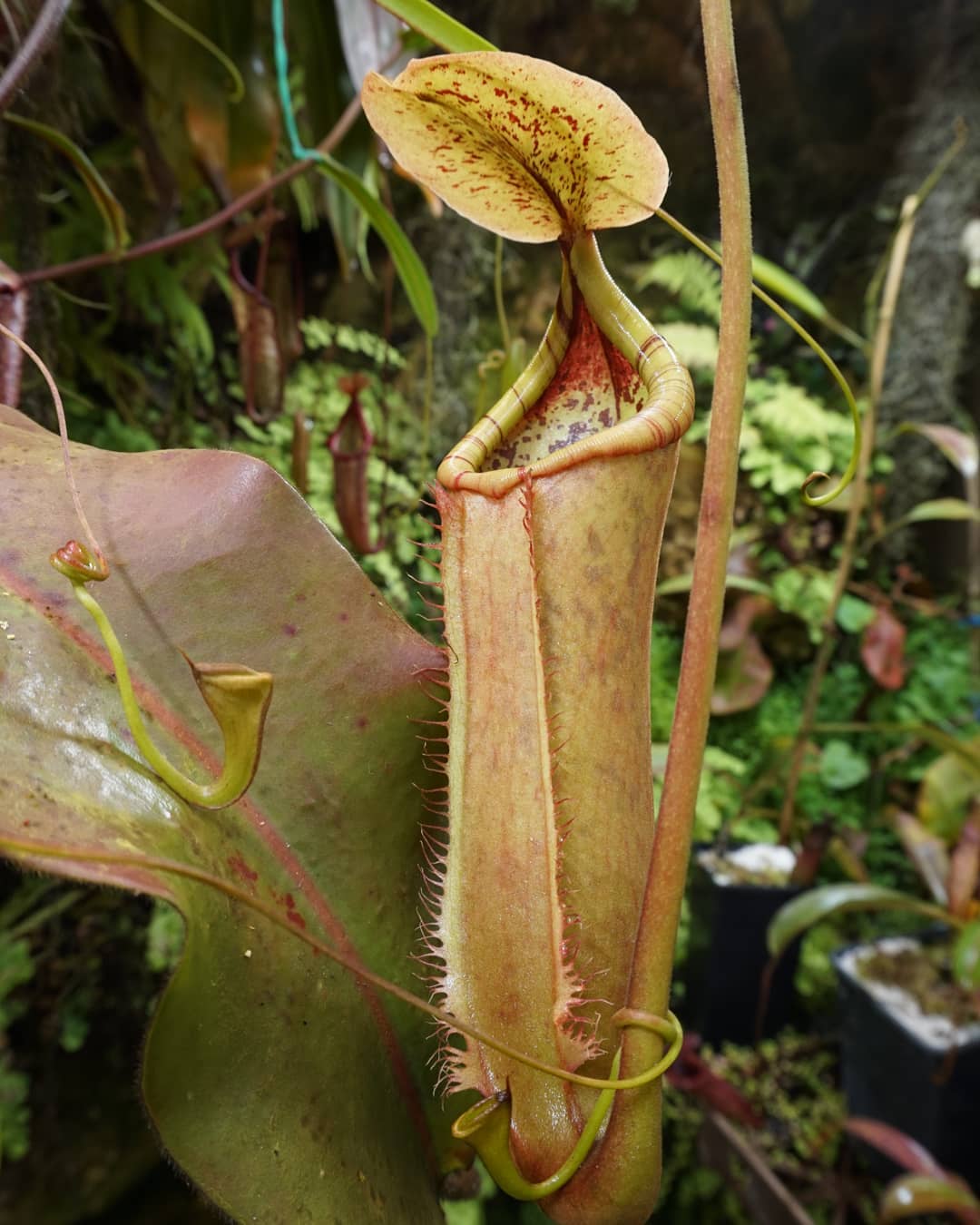 Nepenthes