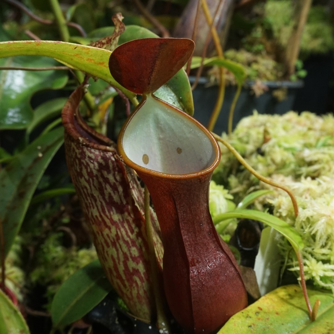 Nepenthes