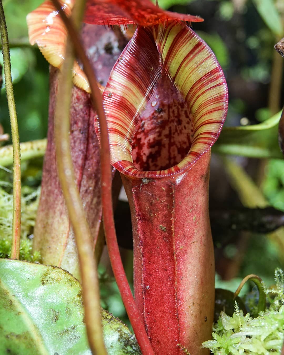 Nepenthes