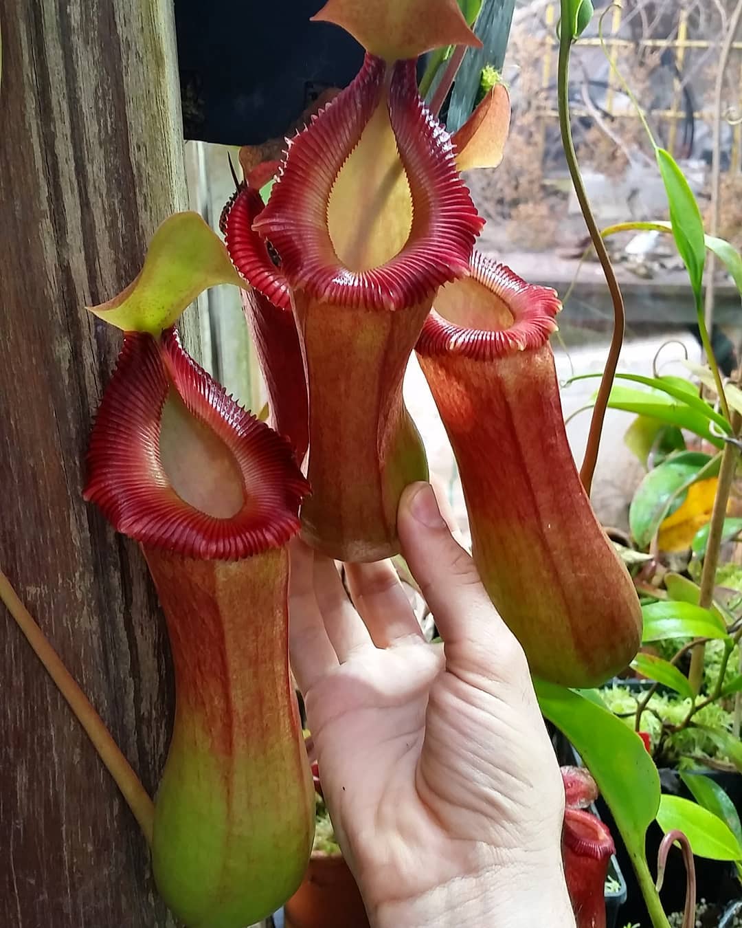 Nepenthes