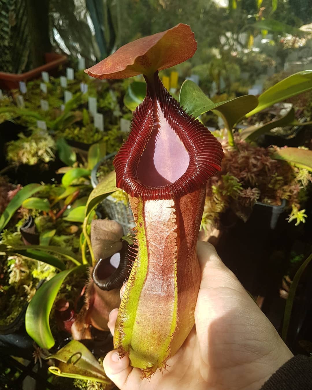 Nepenthes