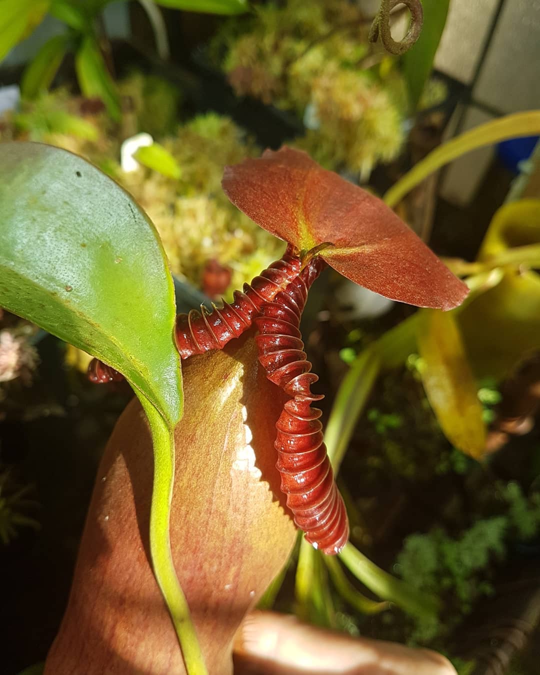 Nepenthes