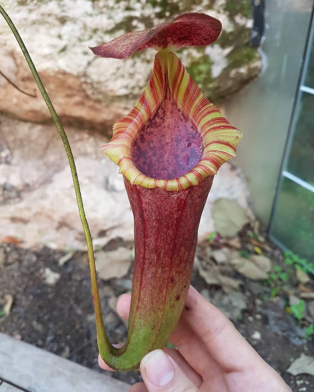 Nepenthes