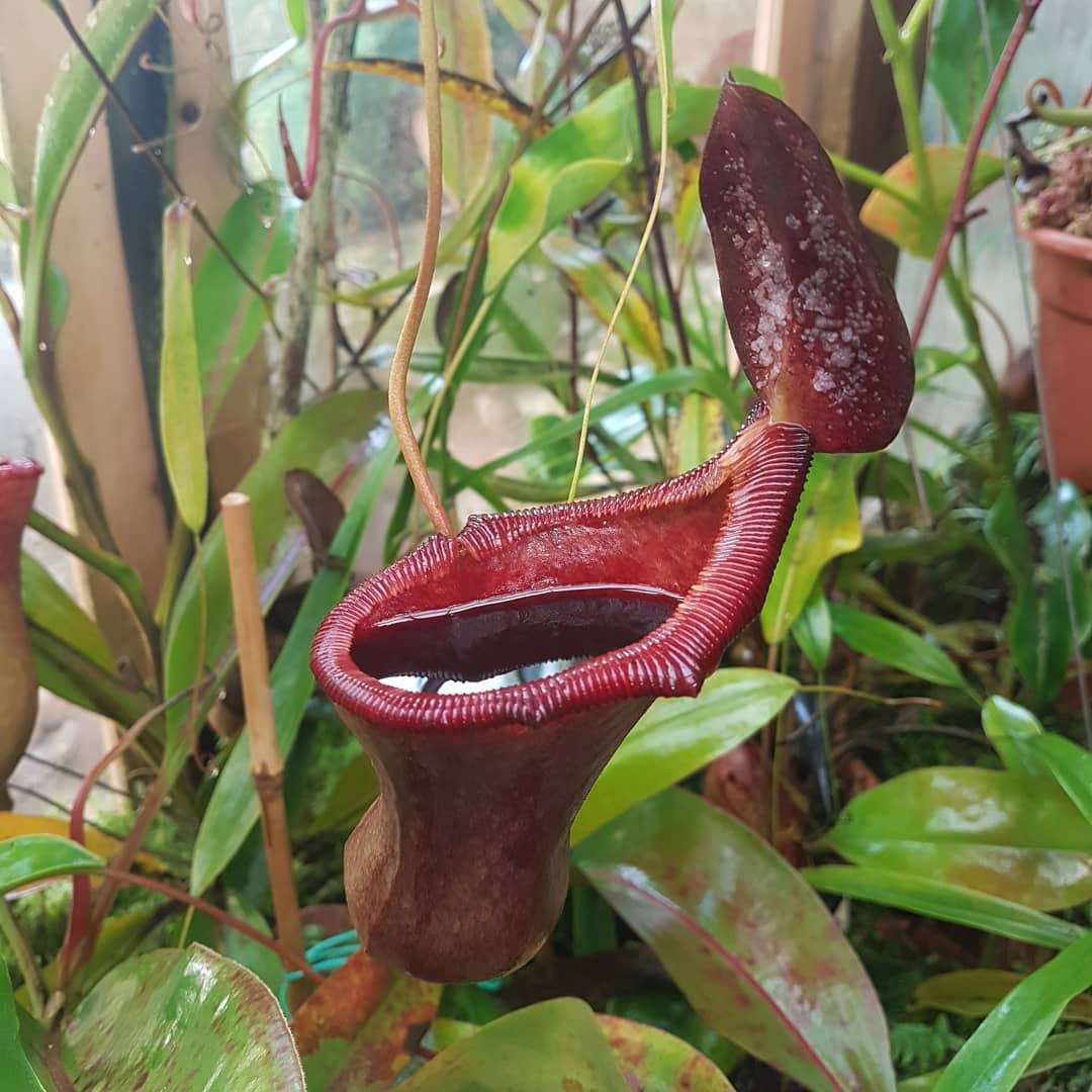 Nepenthes