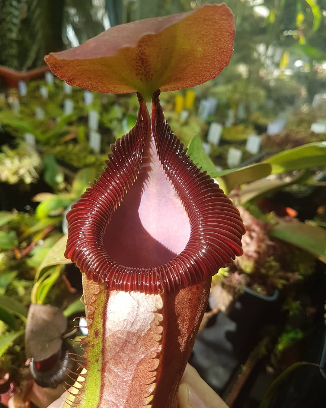 Nepenthes