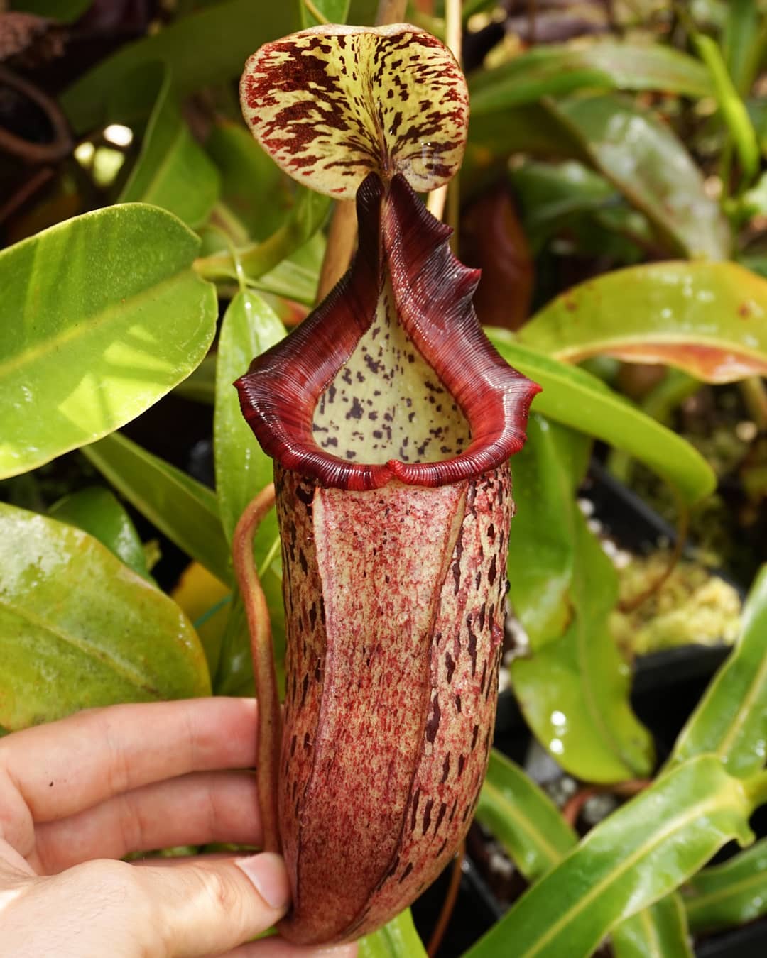 Nepenthes