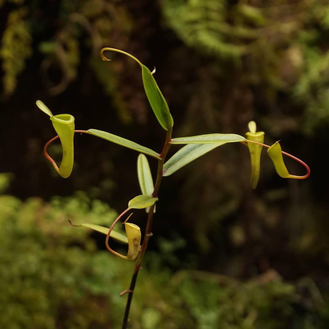 Nepenthes
