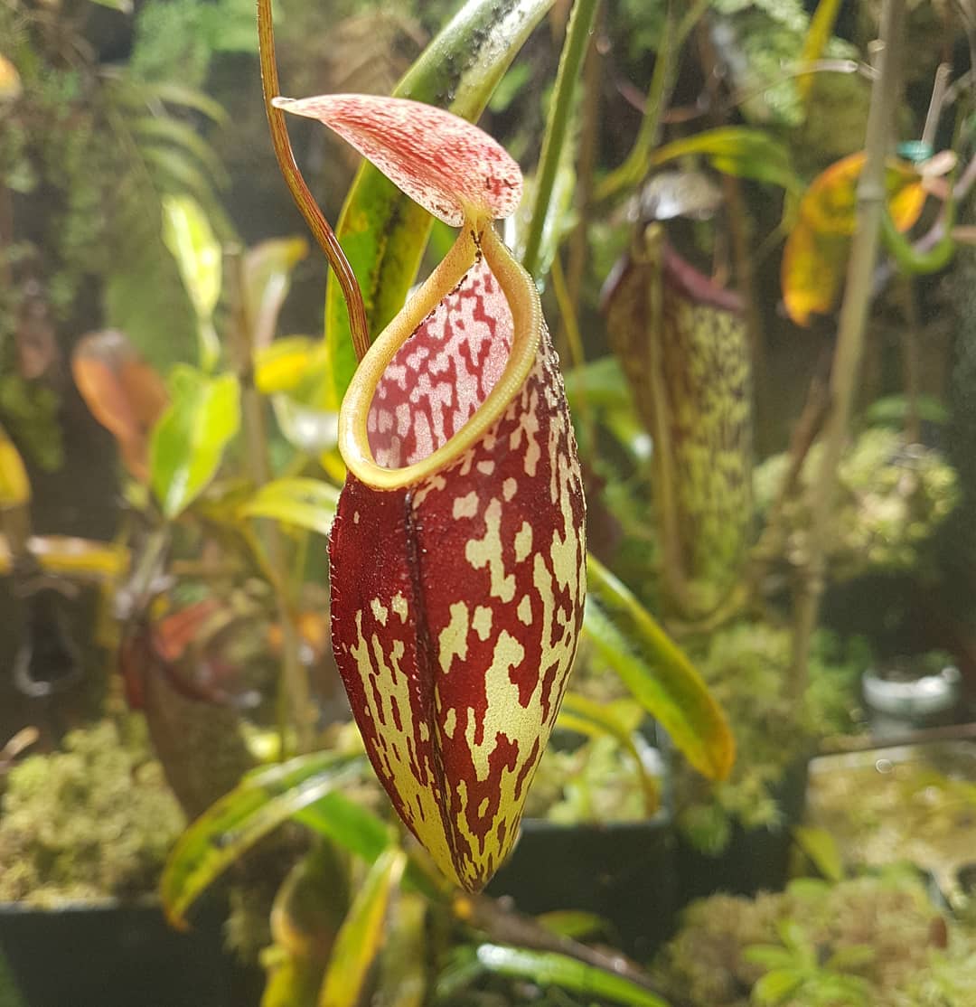 Nepenthes