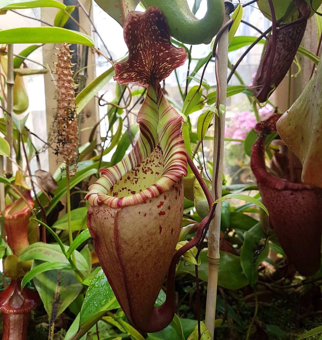 Nepenthes