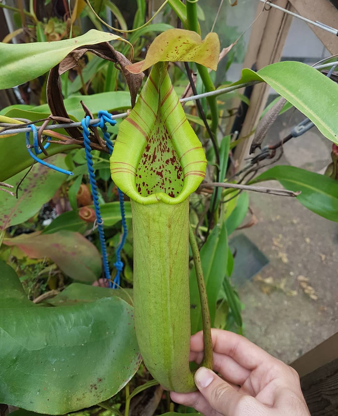Nepenthes