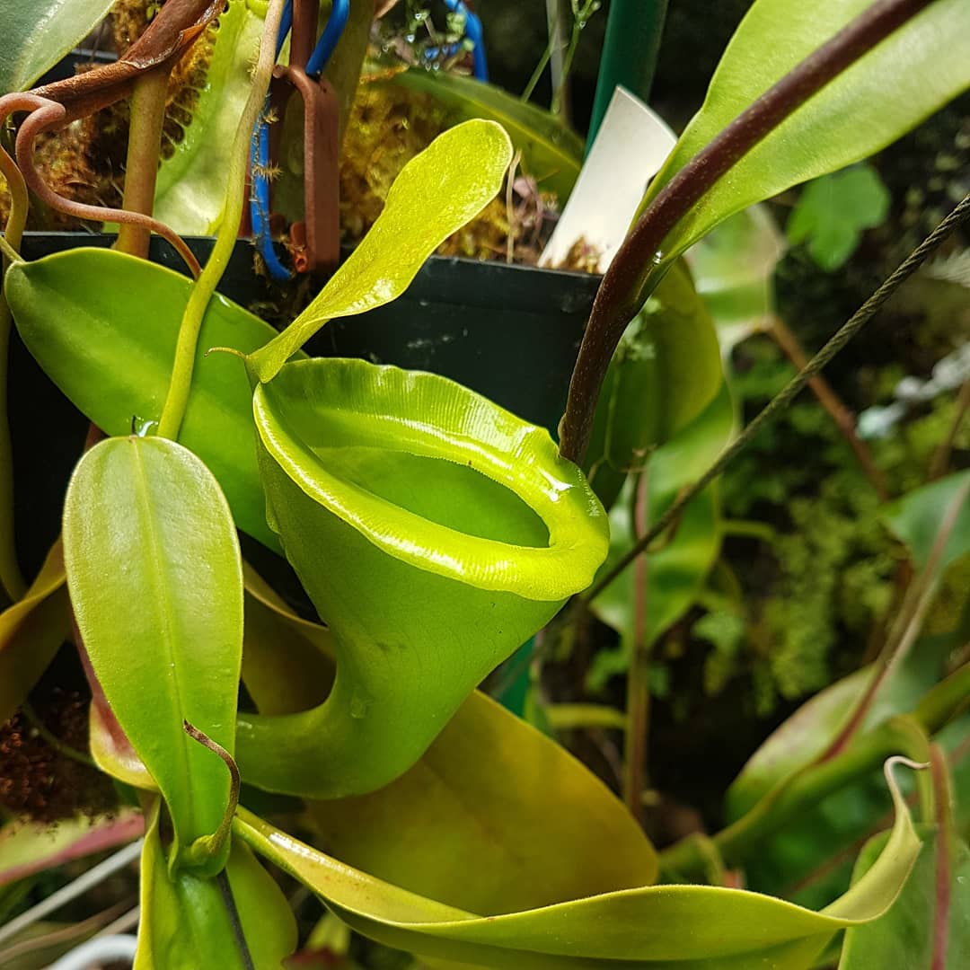 Nepenthes