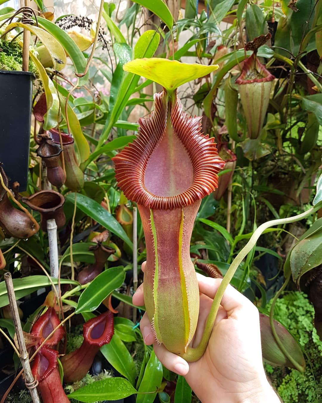 Nepenthes