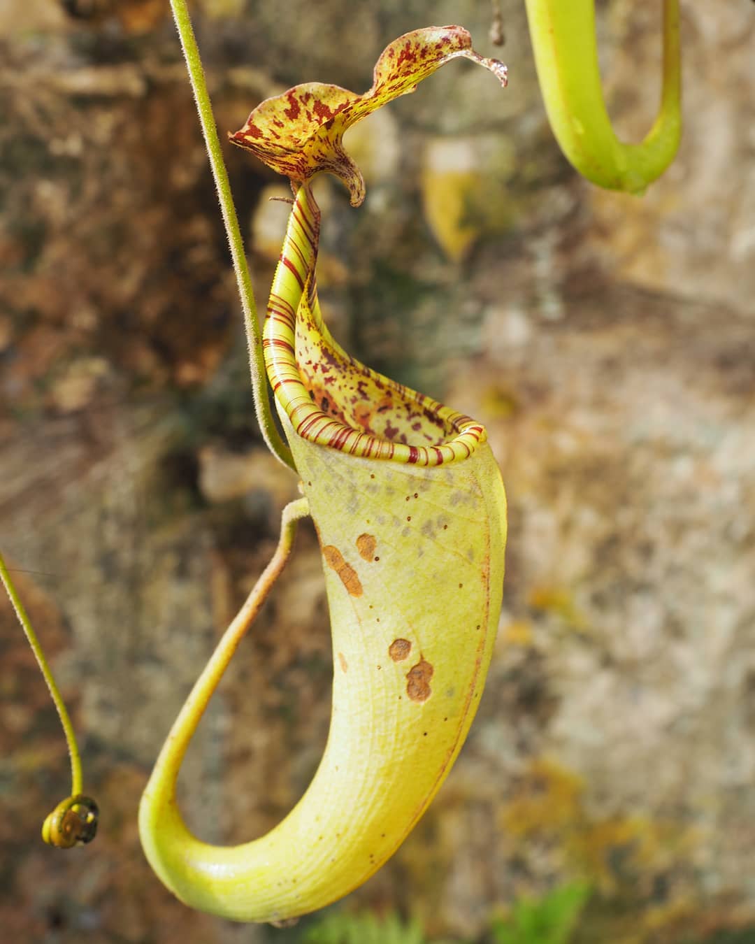 Nepenthes