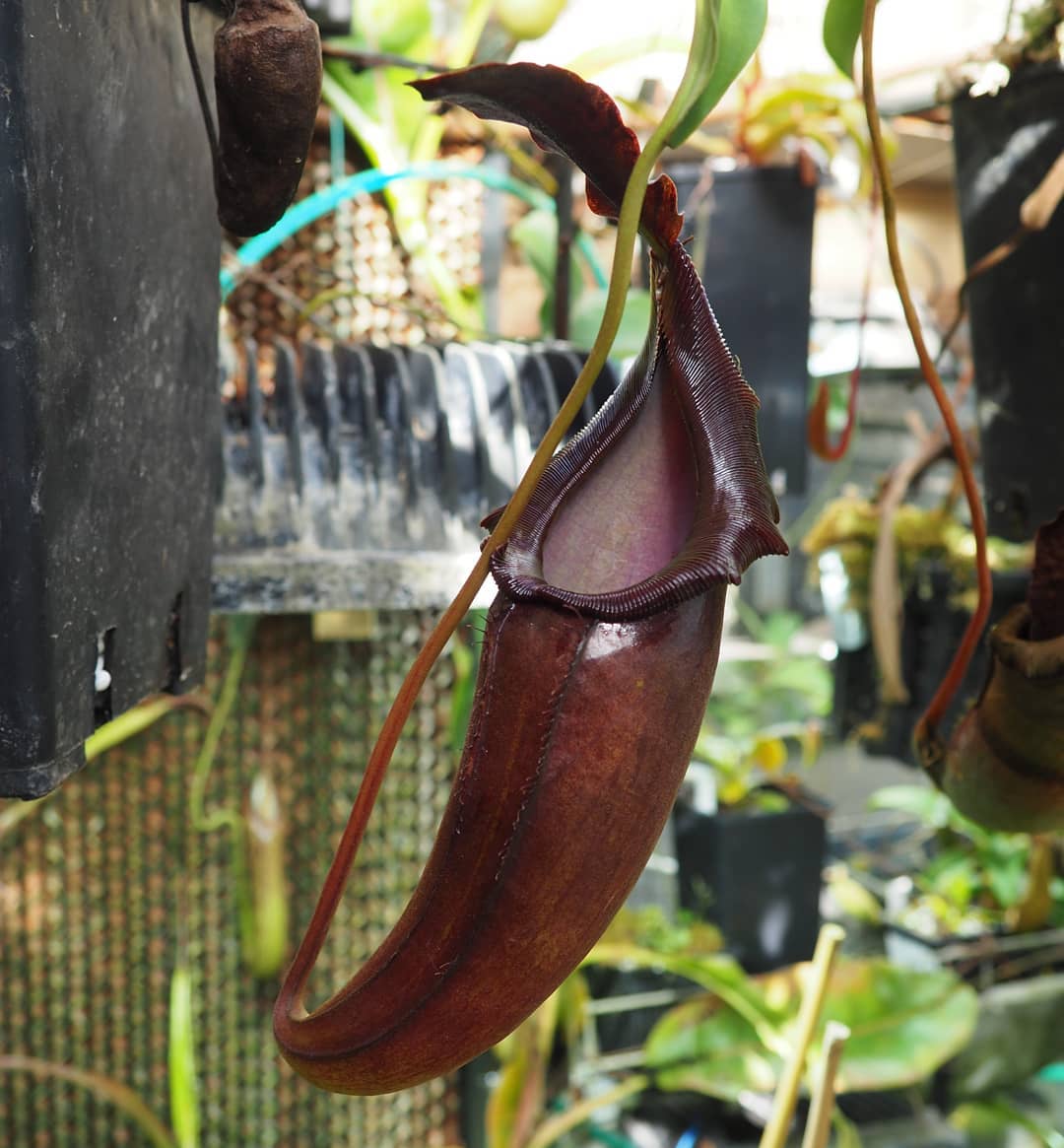 Nepenthes