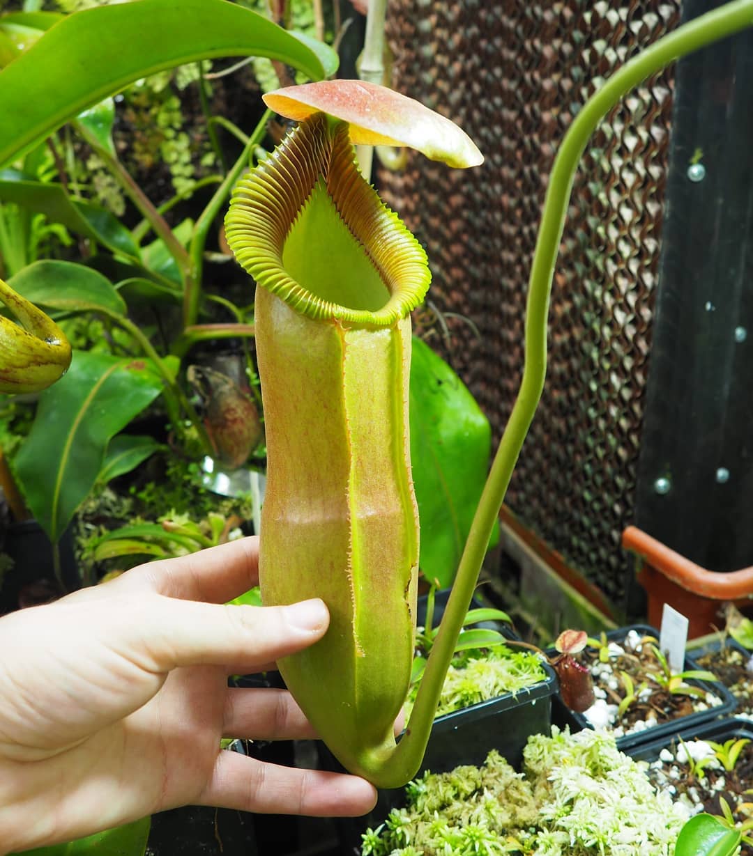 Nepenthes