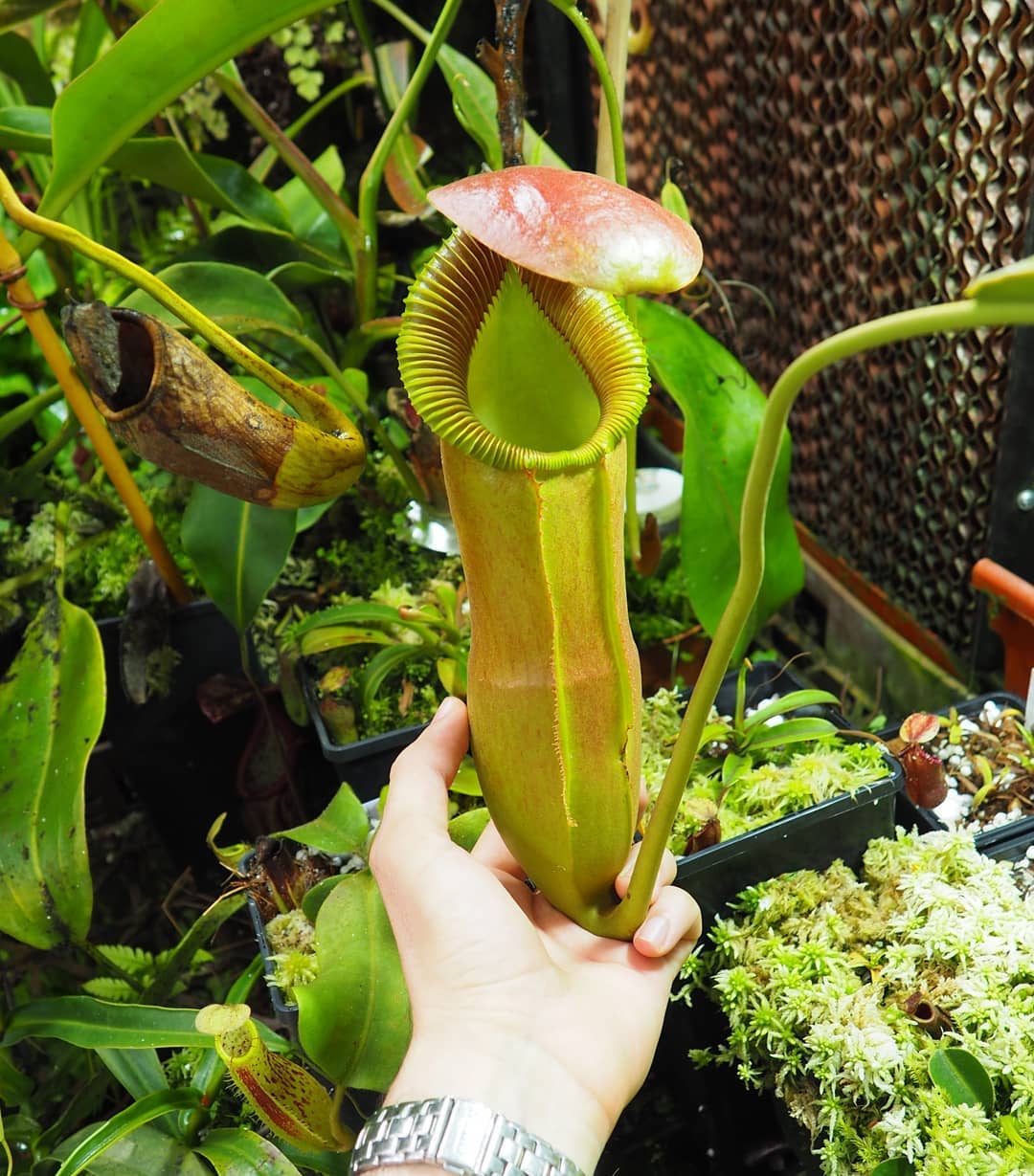 Nepenthes