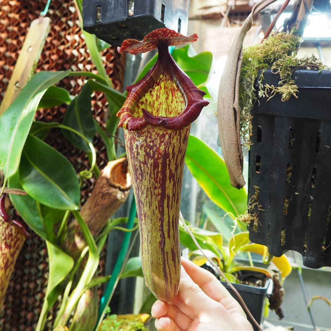 Nepenthes