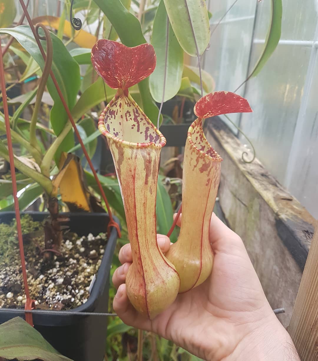 Nepenthes