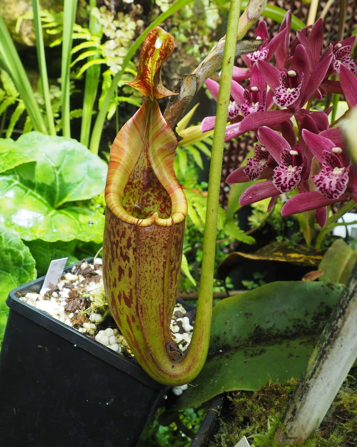 Nepenthes