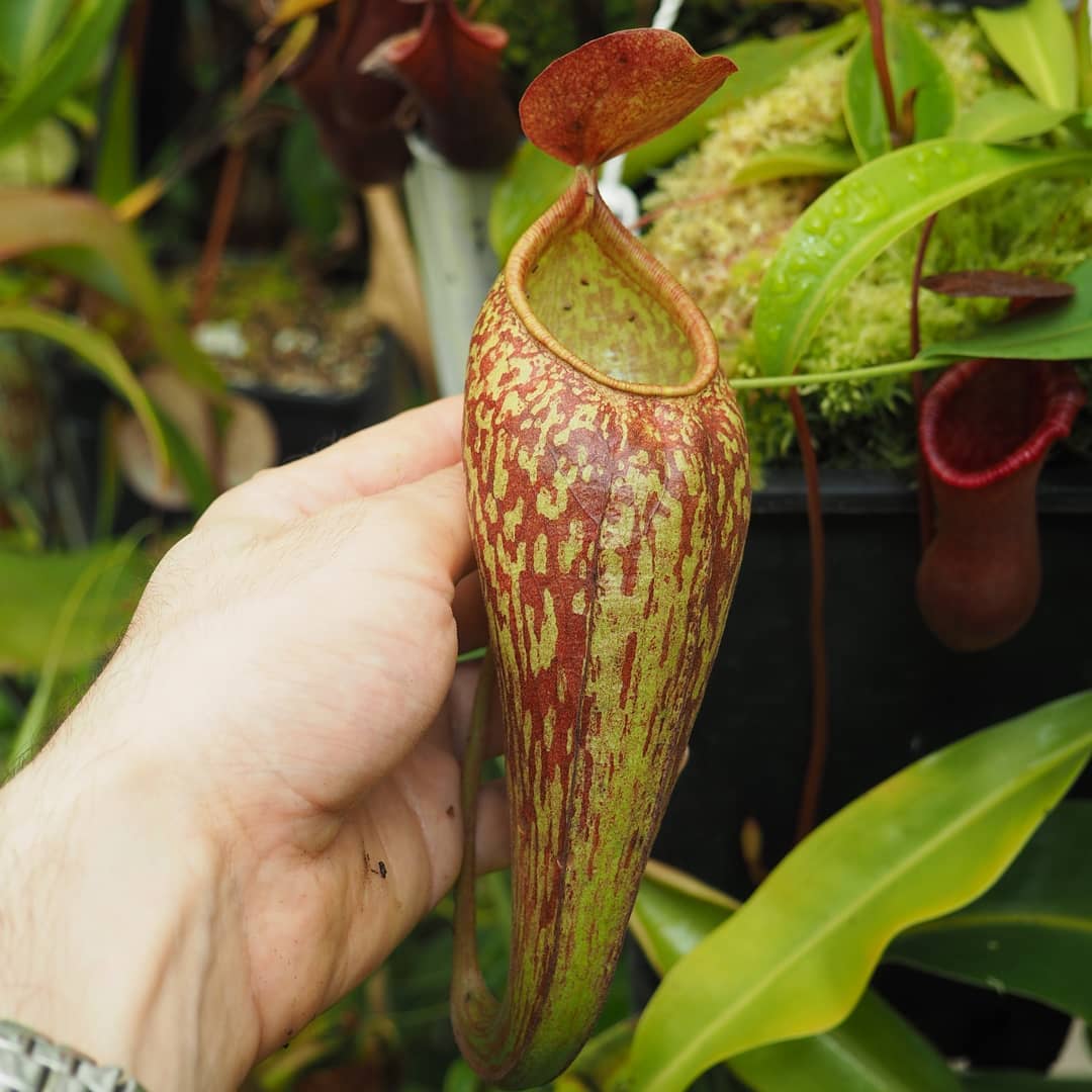Nepenthes
