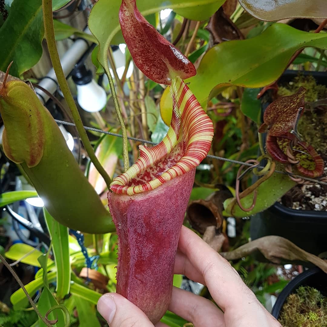 Nepenthes