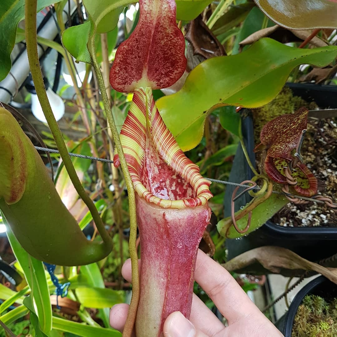 Nepenthes