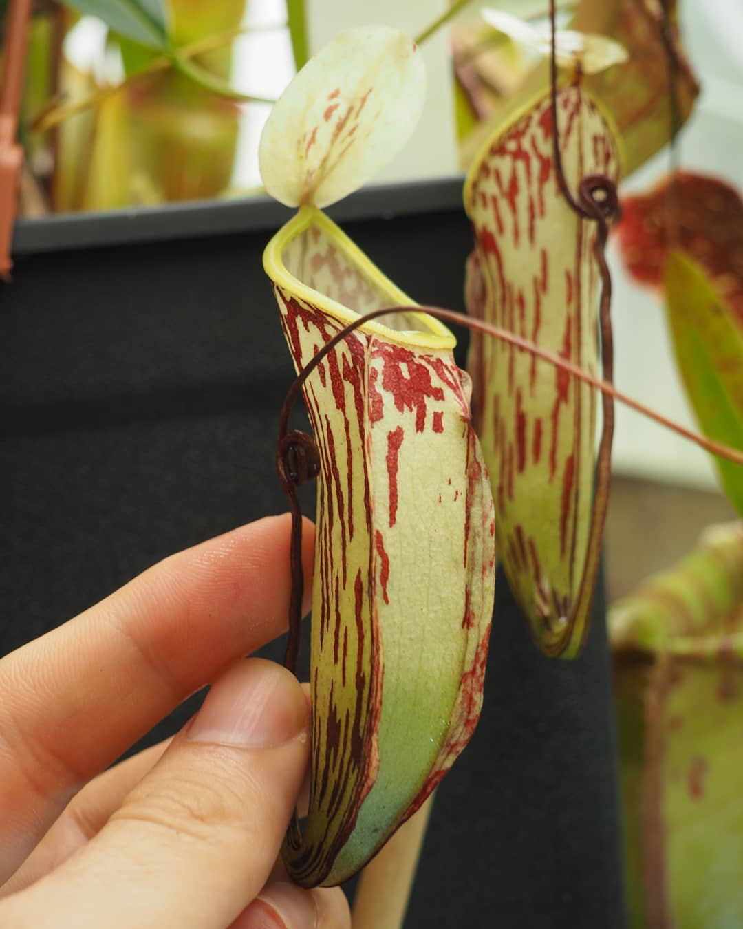 Nepenthes