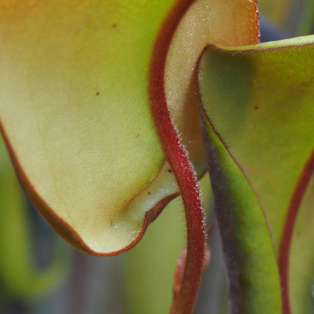Nepenthes