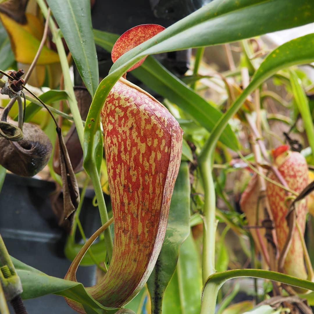 Nepenthes