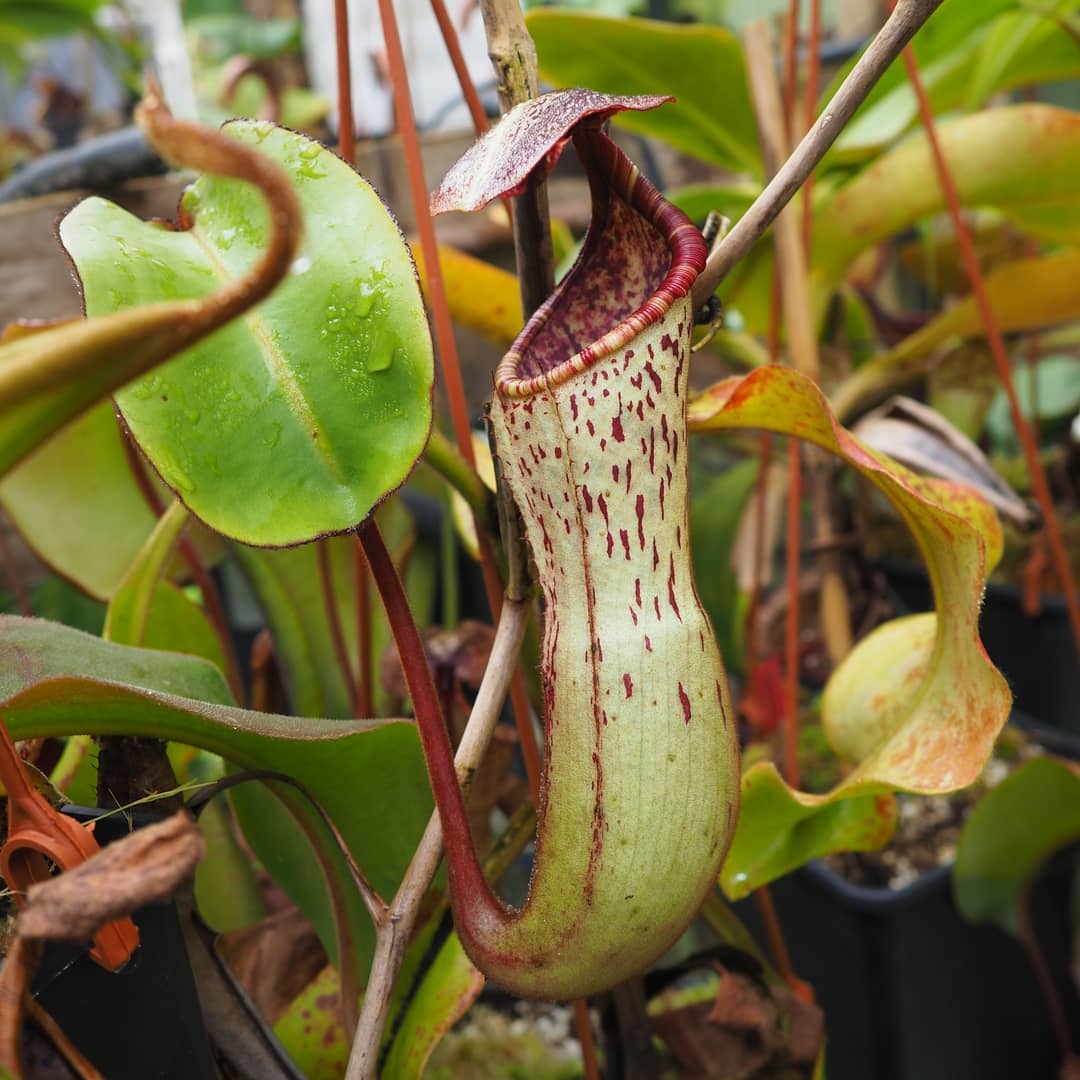 Nepenthes