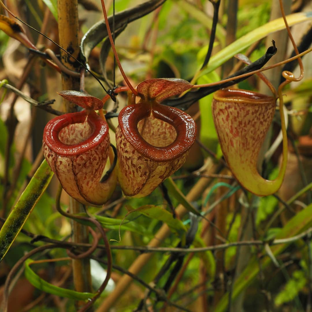 Nepenthes