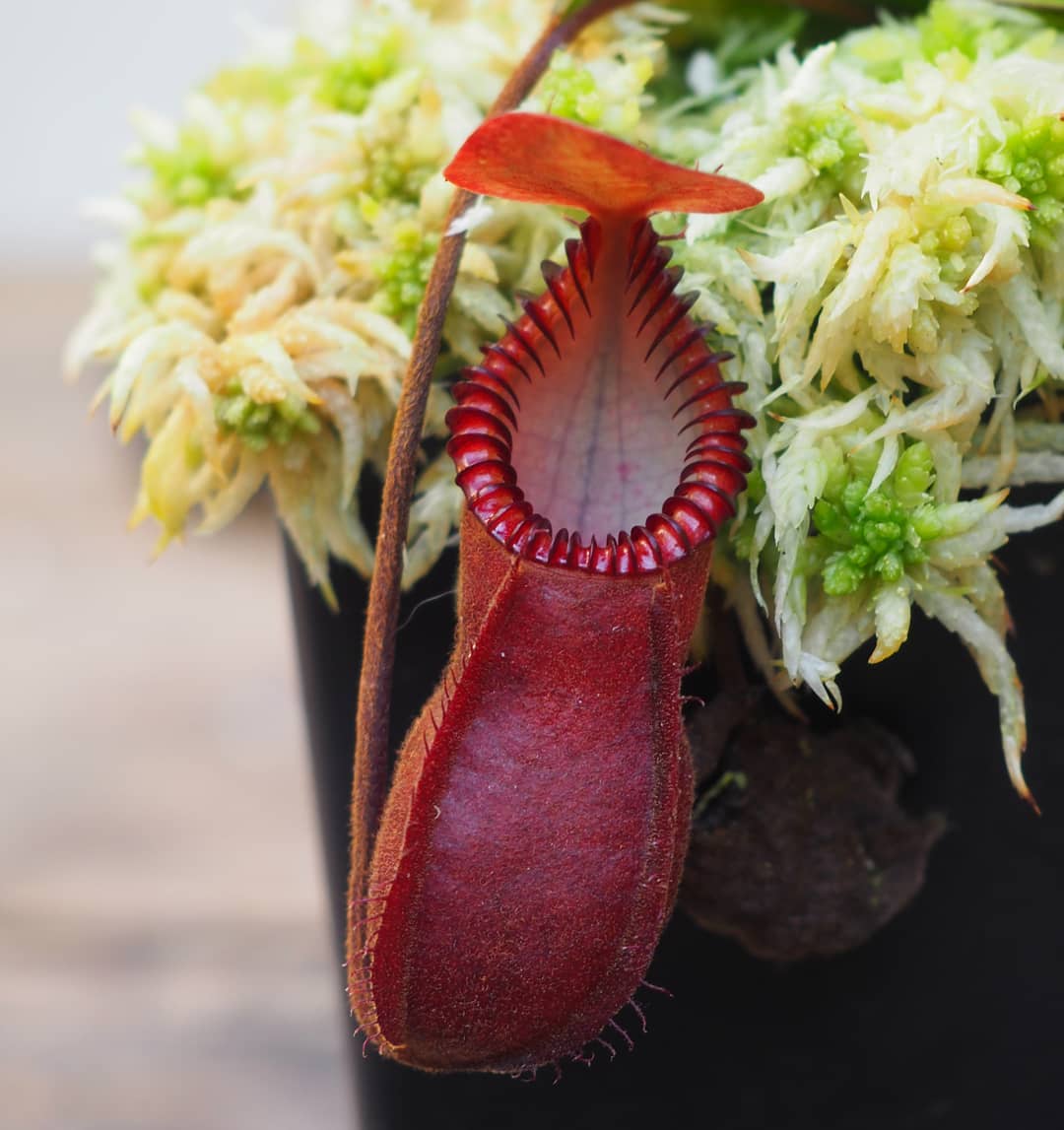 Nepenthes