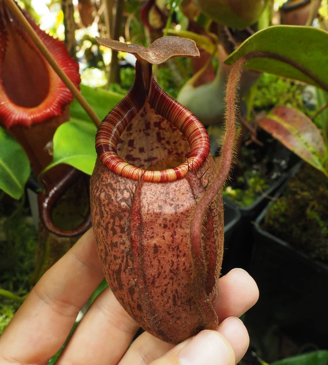 Nepenthes