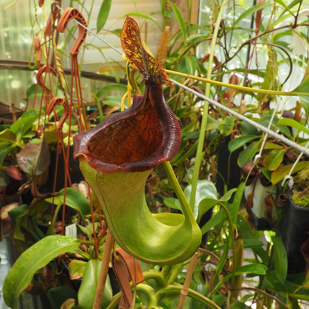 Nepenthes