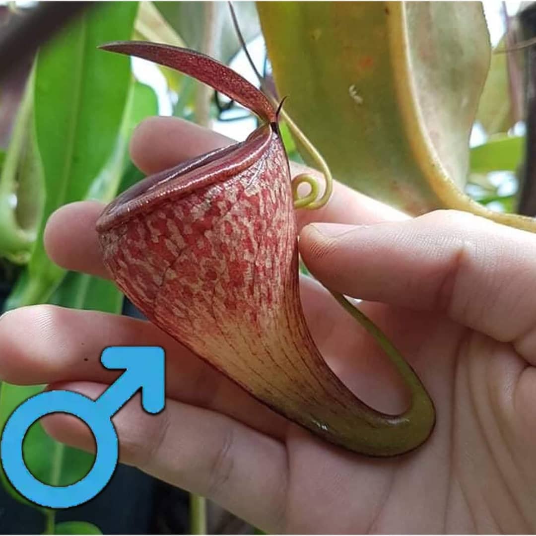 Nepenthes