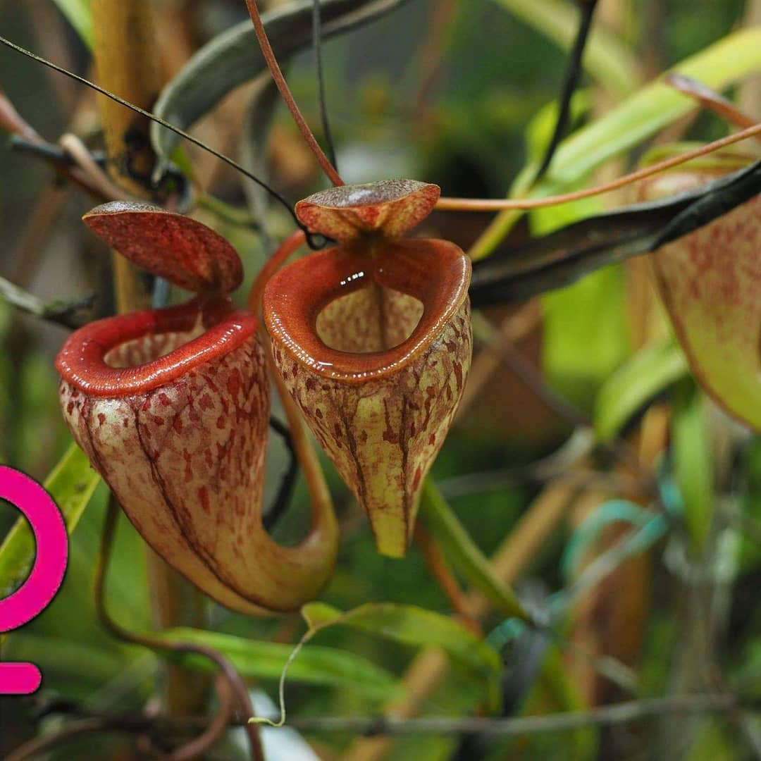 Nepenthes