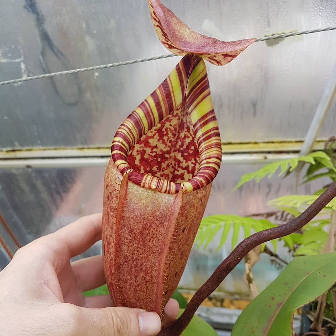 Nepenthes