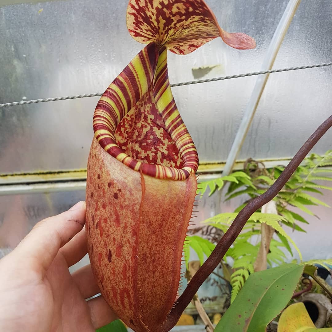 Nepenthes