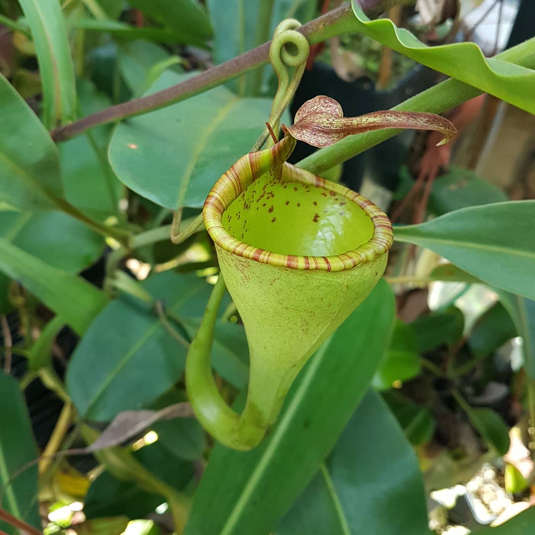 Nepenthes