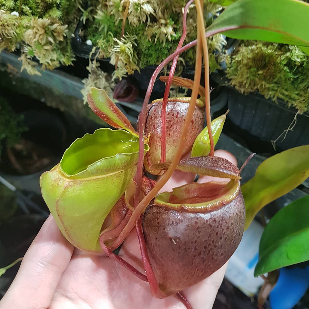 Nepenthes