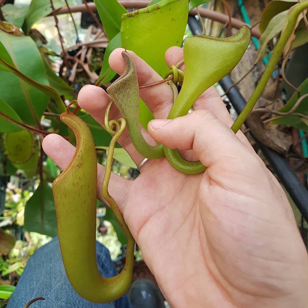 Nepenthes