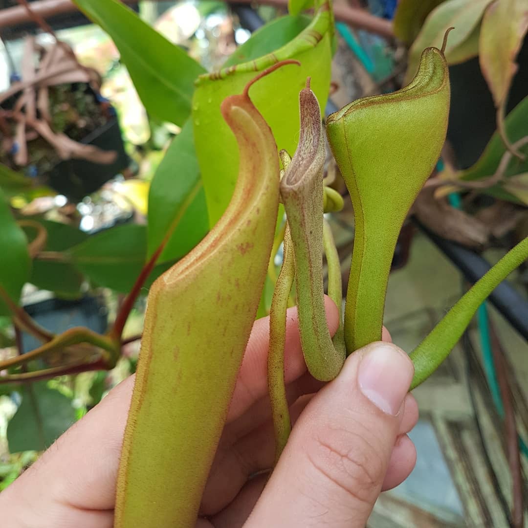 Nepenthes