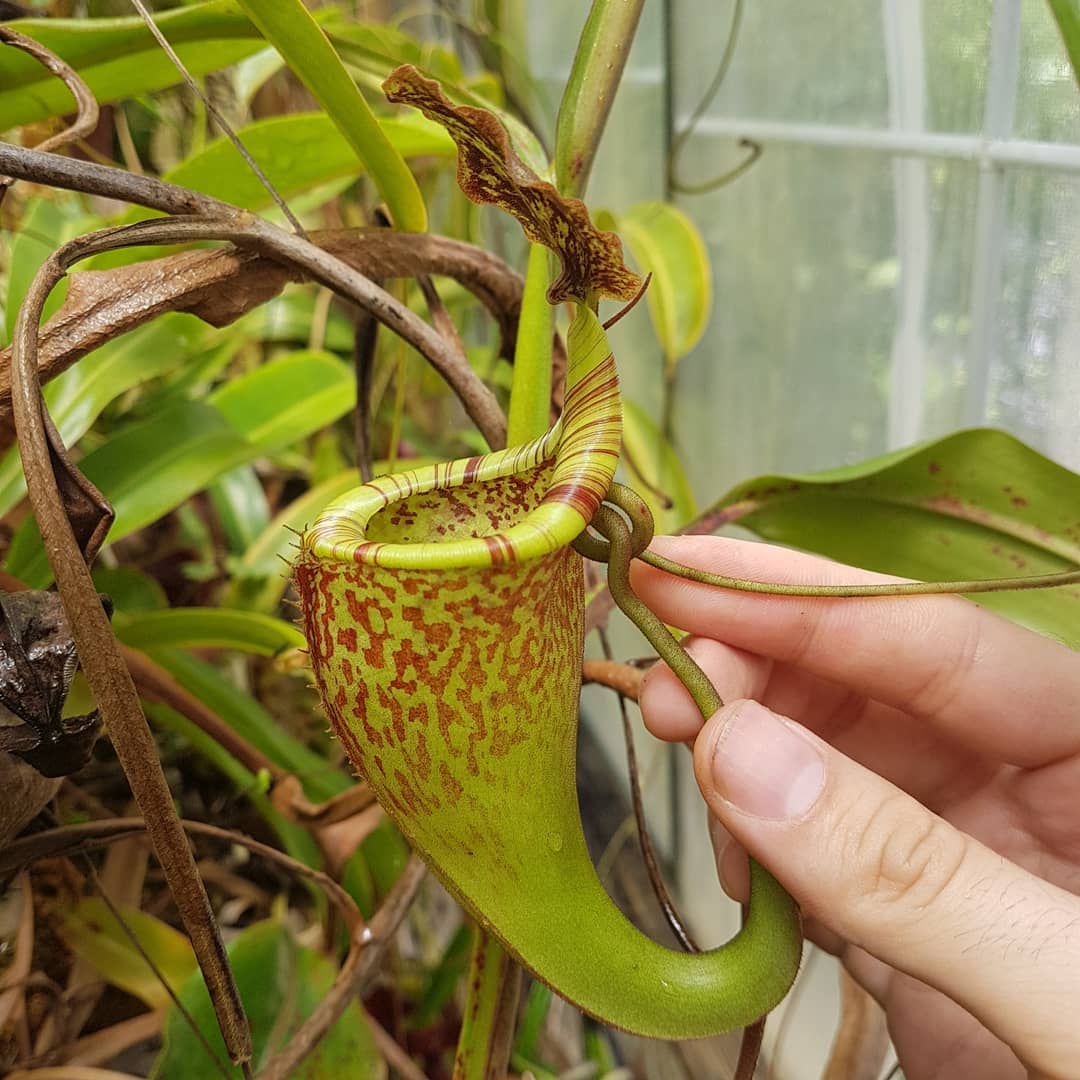Nepenthes