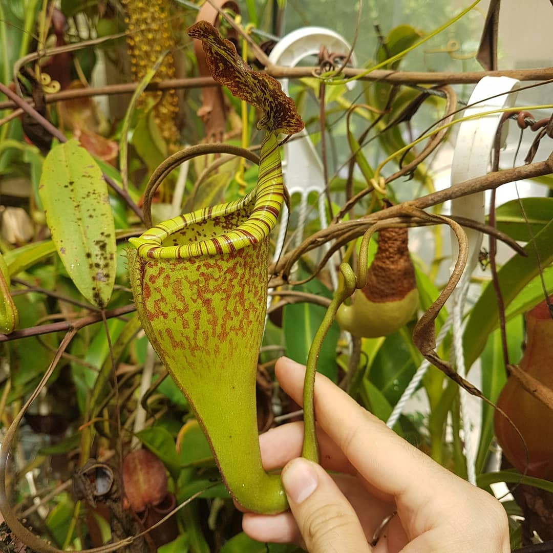 Nepenthes