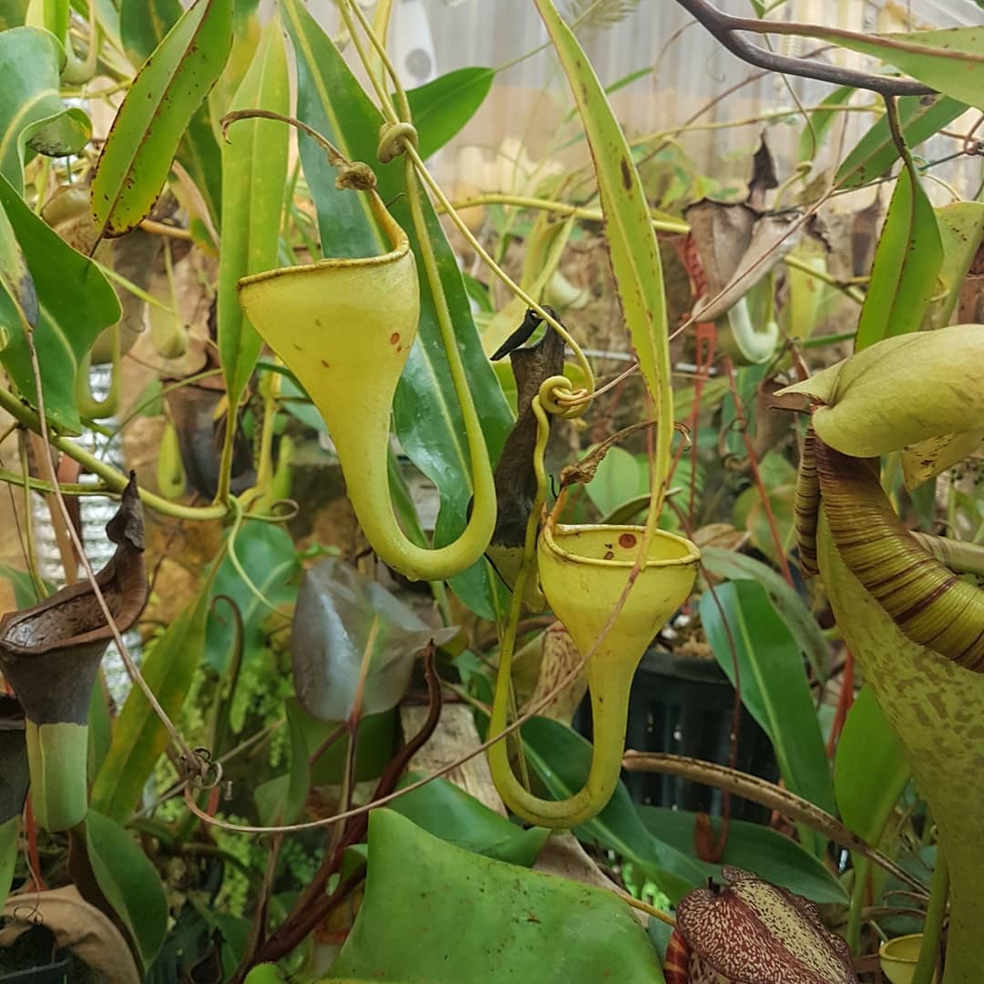 Nepenthes