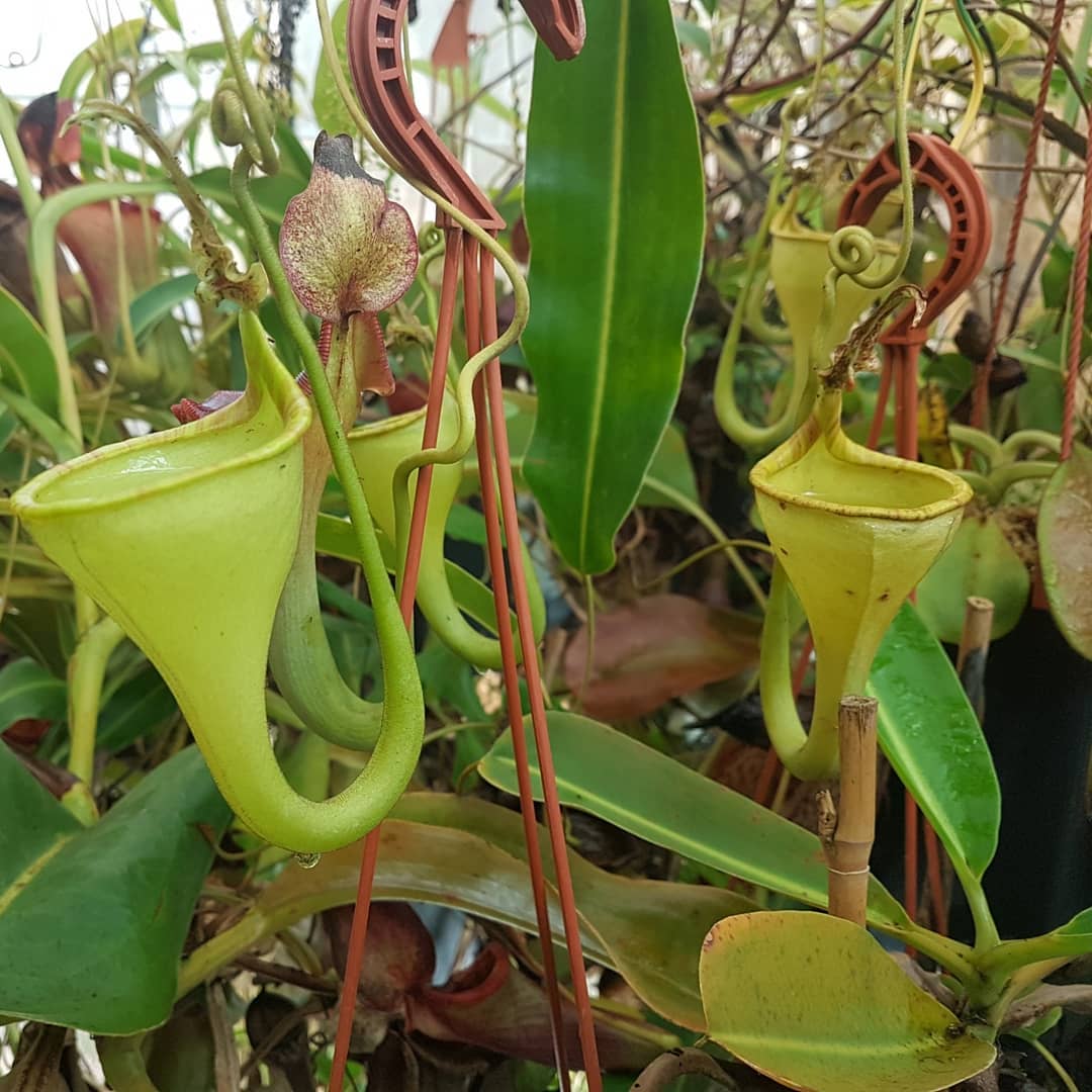 Nepenthes